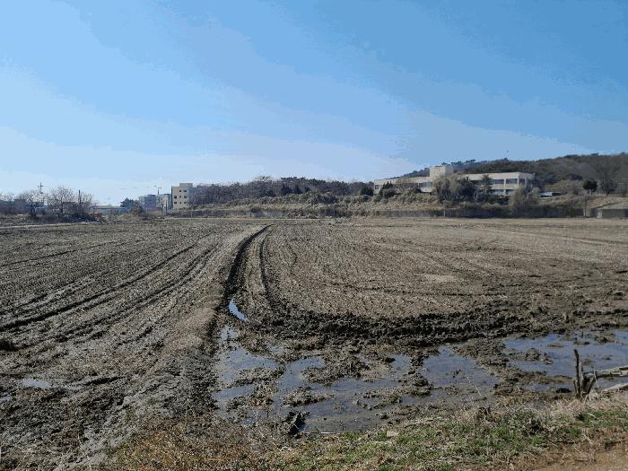 충청남도 당진시 석문면 교로리 967 답 경매 사진 2