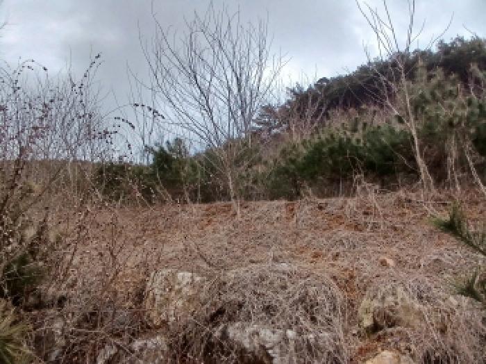 충청남도 당진시 고대면 진관리 1241-3 임야 경매 사진 10