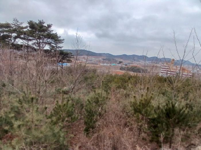 충청남도 당진시 고대면 진관리 1241-3 임야 경매 사진 14