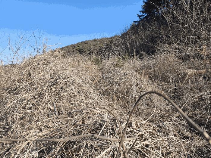 충청남도 당진시 고대면 진관리 1241-3 임야 경매 사진 2