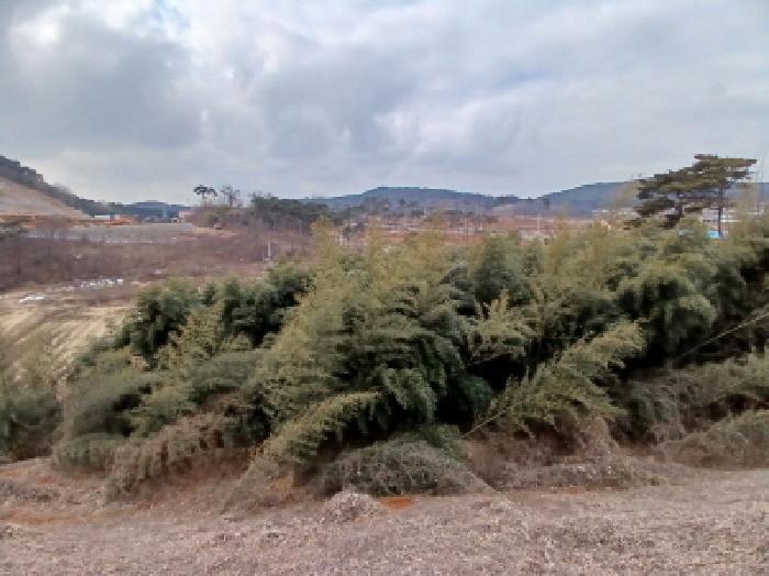 충청남도 당진시 고대면 진관리 1241-3 임야 경매 사진 22