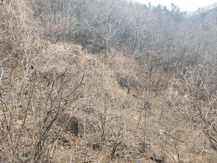 경상남도 양산시 원동면 원리 산118 임야 경매 사진 1