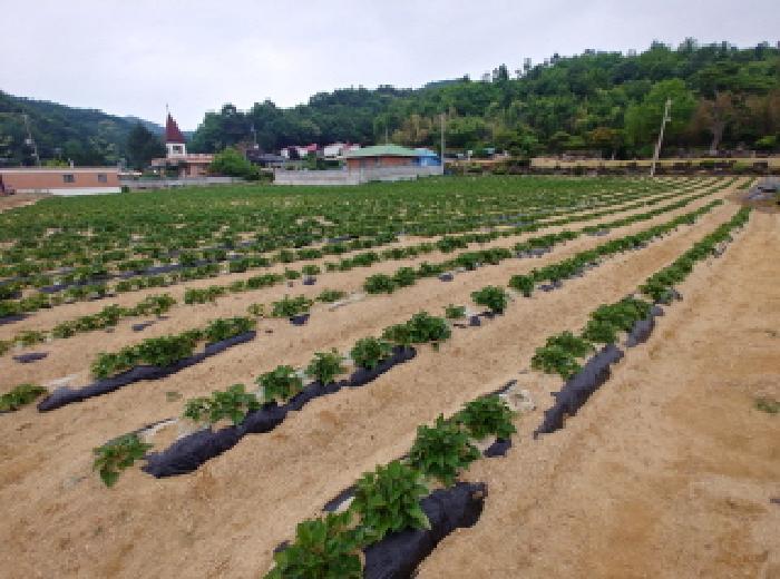 충청남도 금산군 군북면 동편리 156 답 경매 사진 14