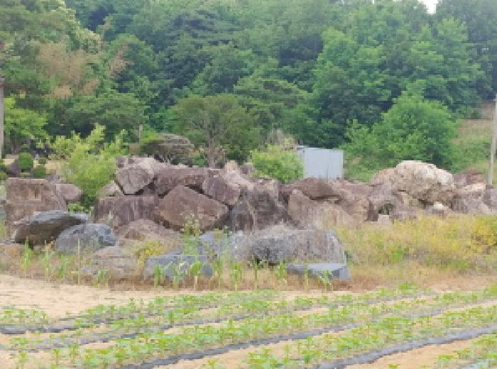충청남도 금산군 군북면 동편리 156 답 경매 사진 15