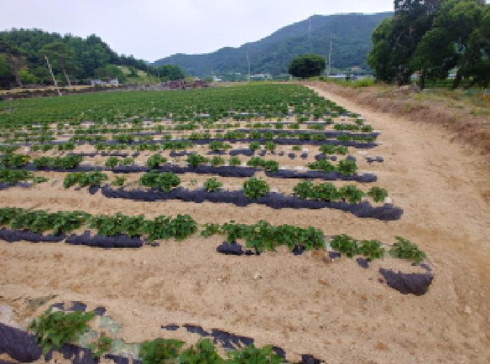충청남도 금산군 군북면 동편리 156 답 경매 사진 18