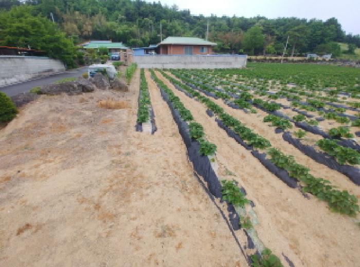 충청남도 금산군 군북면 동편리 156 답 경매 사진 19