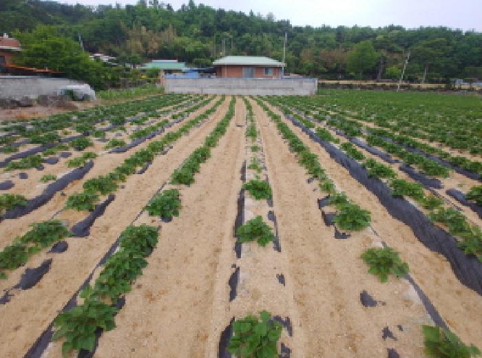 충청남도 금산군 군북면 동편리 156 답 경매 사진 20