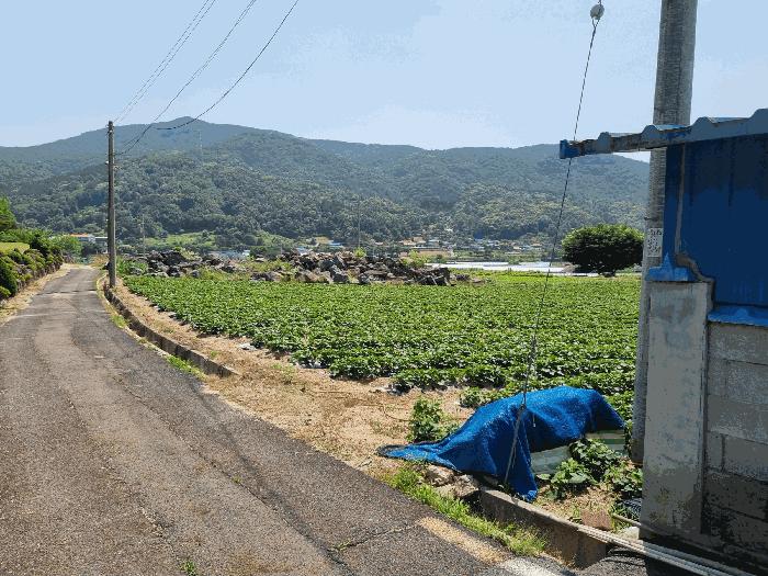 충청남도 금산군 군북면 동편리 156 답 경매 사진 5