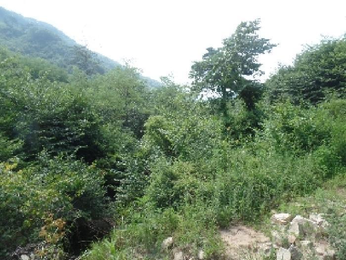 충청남도 논산시 벌곡면 한삼천리 395-7 임야 경매 사진 13