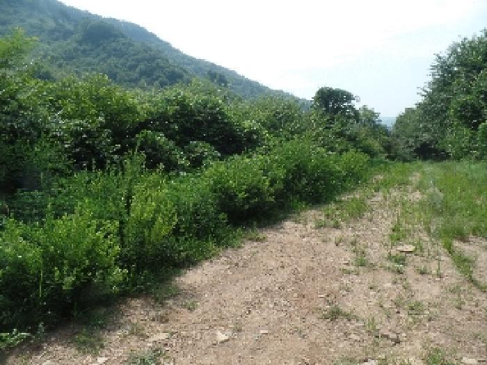 충청남도 논산시 벌곡면 한삼천리 395-7 임야 경매 사진 18
