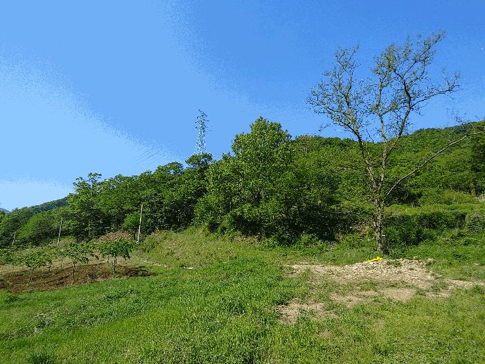 충청남도 논산시 벌곡면 한삼천리 395-7 임야 경매 사진 4