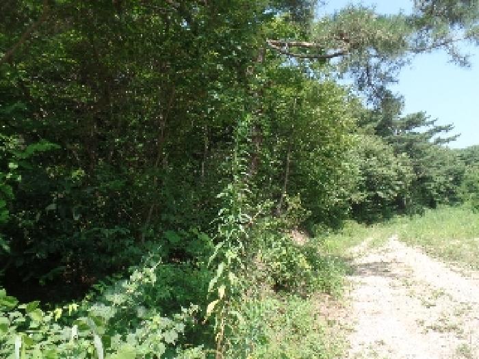 충청남도 논산시 벌곡면 한삼천리 산30-1 임야 경매 사진 11