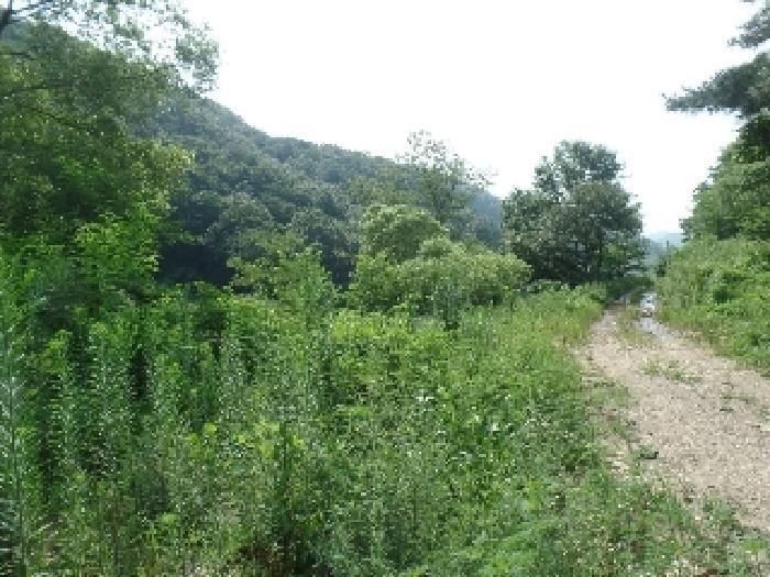 충청남도 논산시 벌곡면 한삼천리 산30-1 임야 경매 사진 19