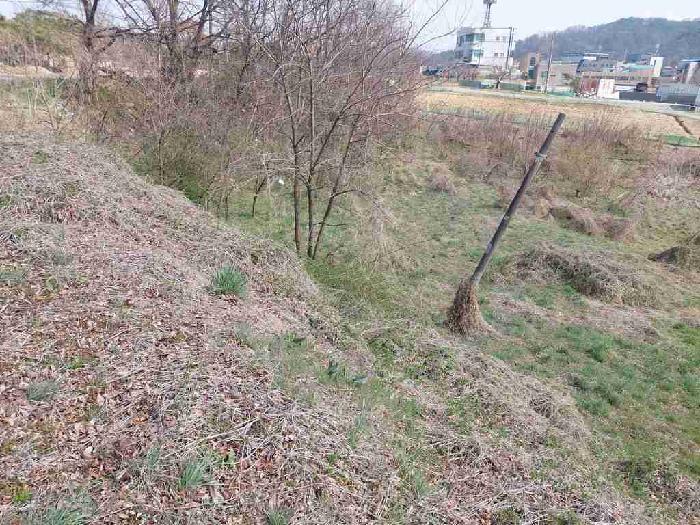 충청남도 천안시 서북구 성환읍 성월리 86-1 과수원 경매 사진 12