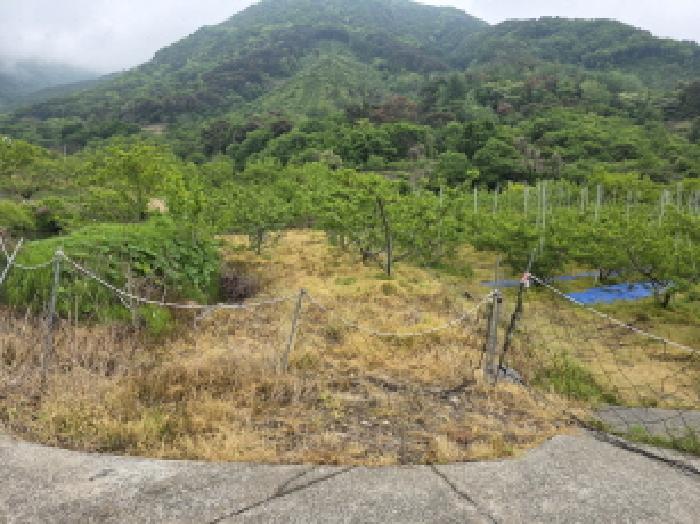 경상북도 청도군 금천면 오봉리 855 답 경매 사진 12