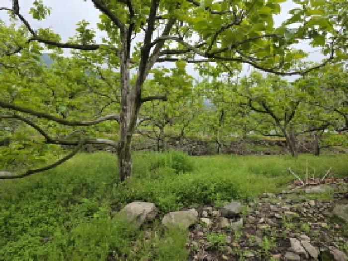 경상북도 청도군 금천면 오봉리 855 답 경매 사진 17
