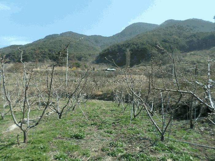 경상북도 청도군 금천면 오봉리 855 답 경매 사진 3
