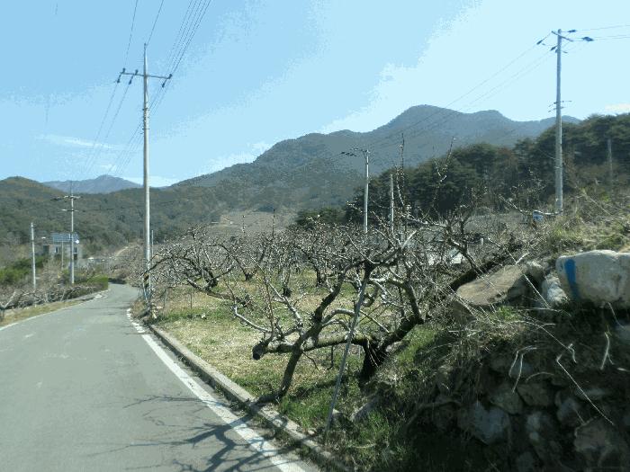 경상북도 청도군 금천면 오봉리 855 답 경매 사진 7