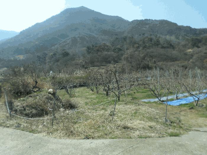 경상북도 청도군 금천면 오봉리 860 답 경매 사진 5