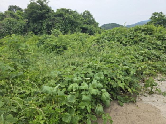 경상북도 청도군 각남면 구곡리 638-1 과수원 경매 사진 11