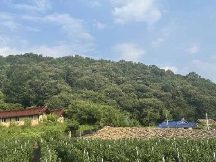 충청북도 괴산군 청안면 운곡리 산29-2 임야 경매 사진 6