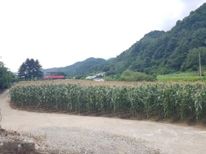 강원특별자치도 인제군 남면 어론리 825 답 경매 사진 16