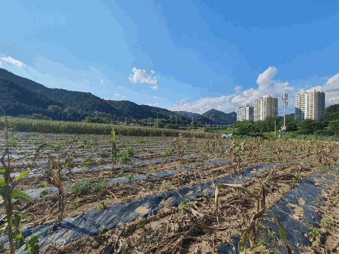 강원특별자치도 인제군 남면 어론리 산78-1 임야 경매 사진 4