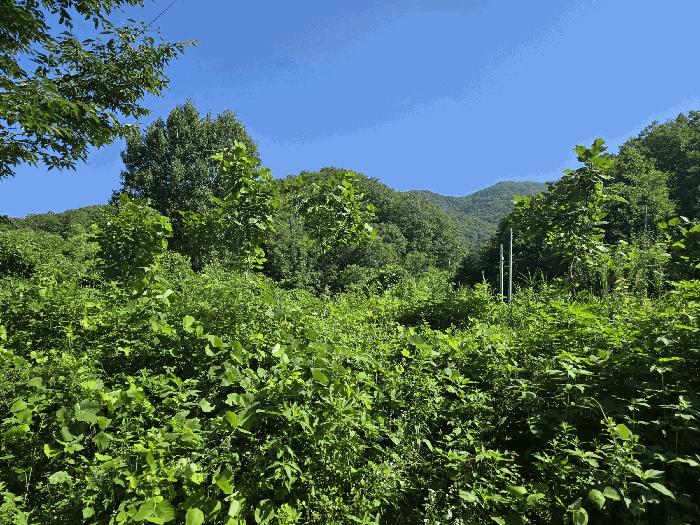강원특별자치도 화천군 화천읍 동촌리 2992 임야 경매 사진 4