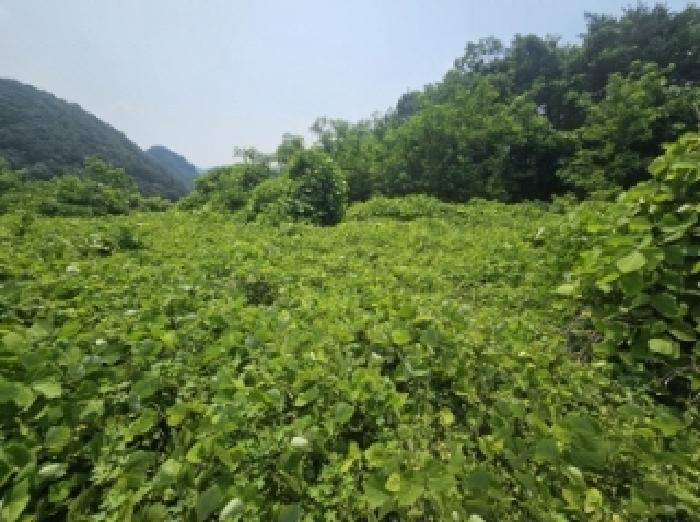 충청북도 단양군 적성면 상원곡리 43 전 경매 사진 15
