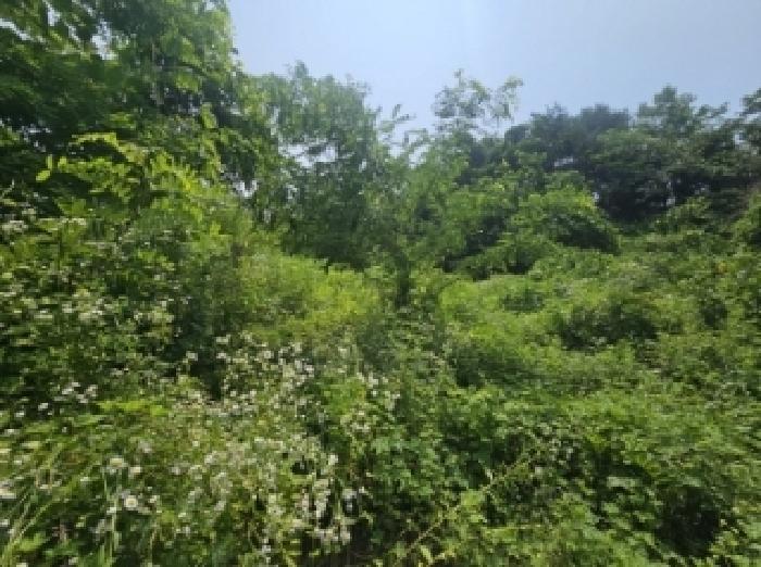 충청북도 단양군 적성면 상원곡리 43 전 경매 사진 17