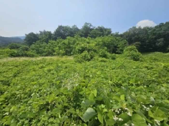 충청북도 단양군 적성면 상원곡리 43 전 경매 사진 18