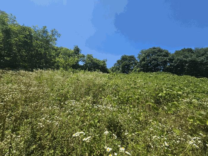 충청북도 단양군 적성면 상원곡리 43 전 경매 사진 7