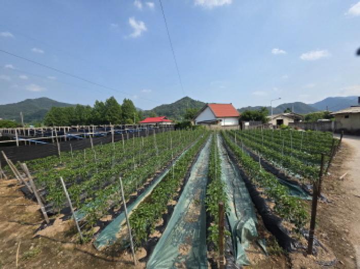 충청북도 제천시 백운면 평동리 367 대지 경매 사진 11