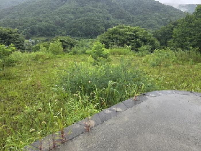 충청북도 제천시 백운면 덕동리 산22-4 임야 경매 사진 19
