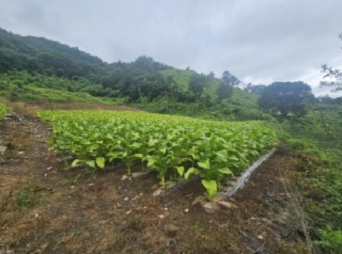 충청북도 단양군 영춘면 사이곡리 294 전 경매 사진 11
