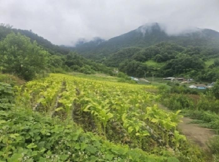 충청북도 단양군 영춘면 사이곡리 294 전 경매 사진 14