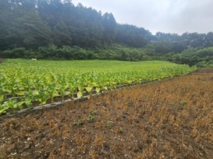 충청북도 단양군 영춘면 사이곡리 294 전 경매 사진 6