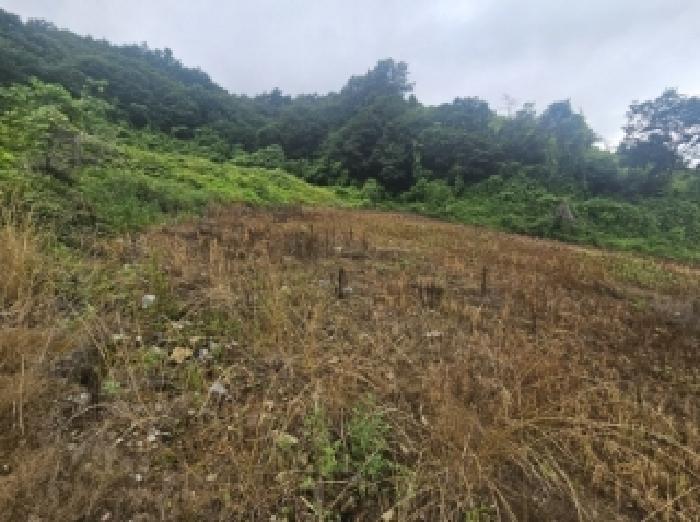 충청북도 단양군 영춘면 사이곡리 294 전 경매 사진 8