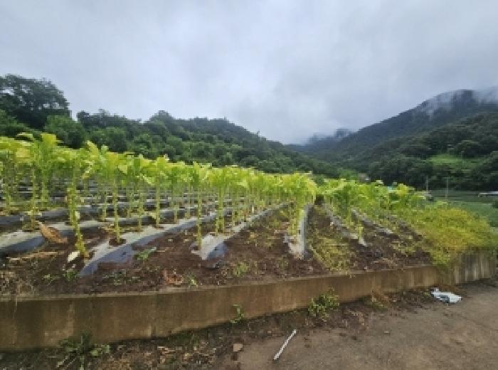충청북도 단양군 영춘면 사이곡리 335 전 경매 사진 13