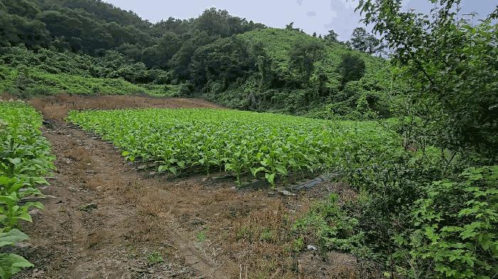 충청북도 단양군 영춘면 사이곡리 335 전 경매 사진 3