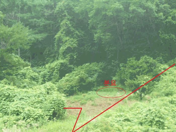 충청북도 제천시 덕산면 도기리 산54 임야 경매 사진 11