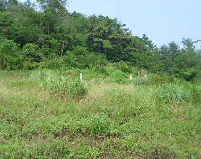 충청남도 부여군 장암면 점상리 산99 임야 경매 사진 5