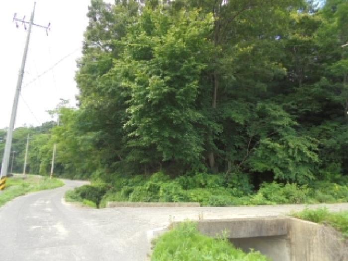 충청남도 부여군 장암면 점상리 산99 임야 경매 사진 6