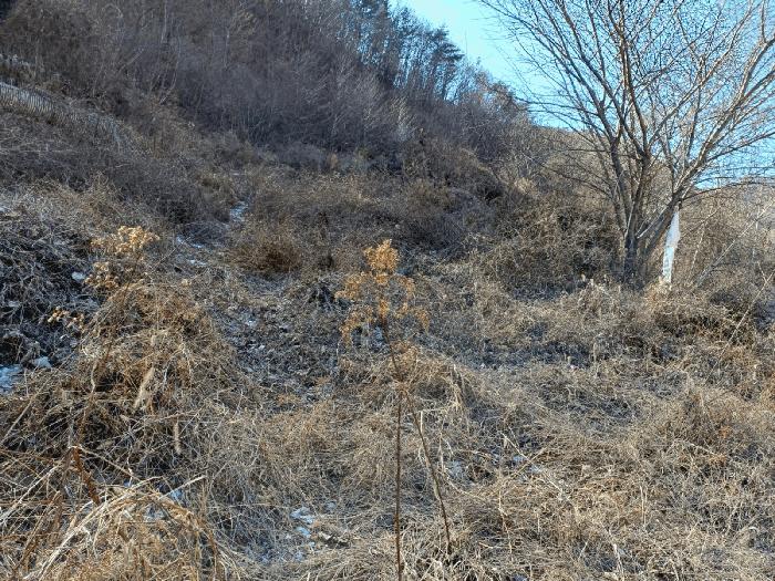 경상북도 포항시 북구 기계면 남계리 567-2 전 경매 사진 4