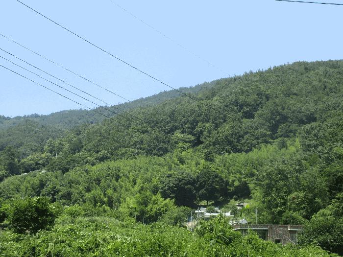 전라남도 순천시 별량면 대룡리 산180 임야 경매 사진 1