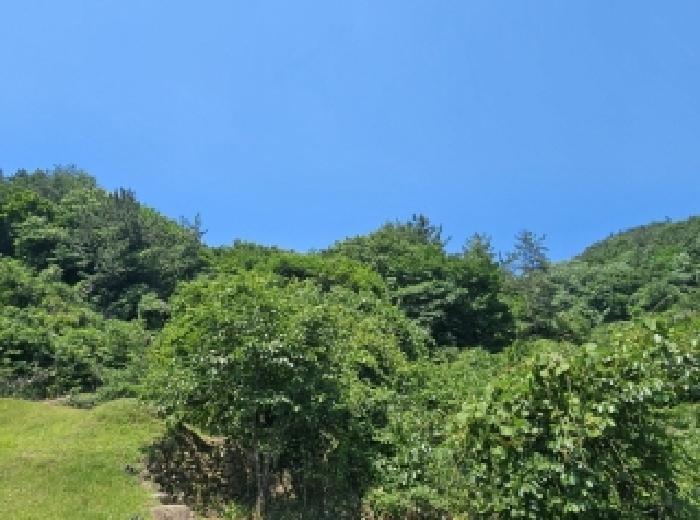 전라남도 순천시 별량면 대룡리 산180 임야 경매 사진 3