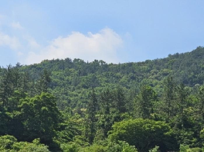 전라남도 순천시 별량면 대룡리 산192 임야 경매 사진 10
