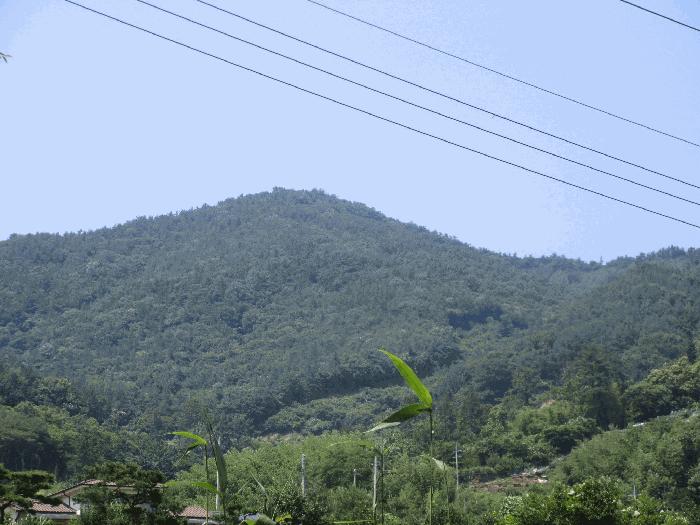 전라남도 순천시 별량면 대룡리 산192 임야 경매 사진 2