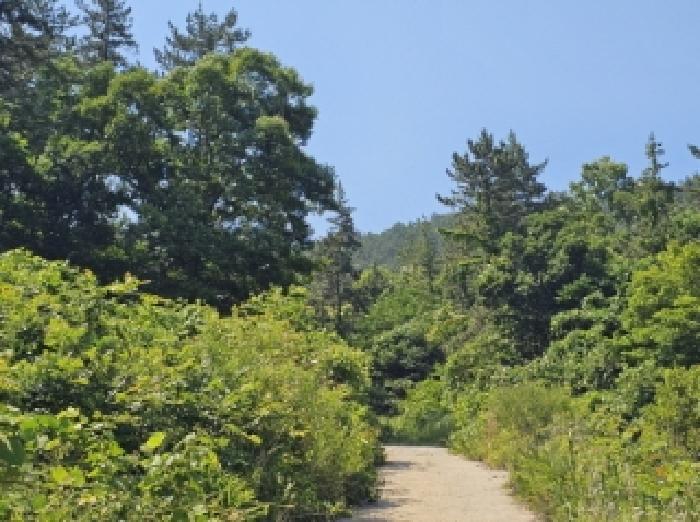 전라남도 순천시 별량면 대룡리 산192 임야 경매 사진 8