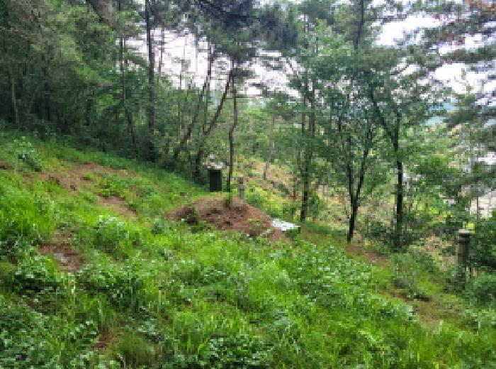 전라남도 고흥군 동강면 노동리 산28 임야 경매 사진 12